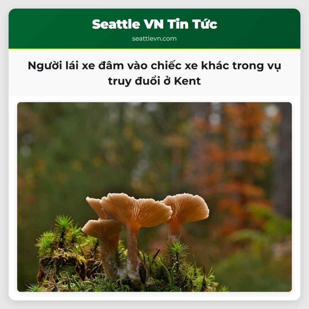 Người lái xe đâm vào chiếc xe khác trong vụ truy