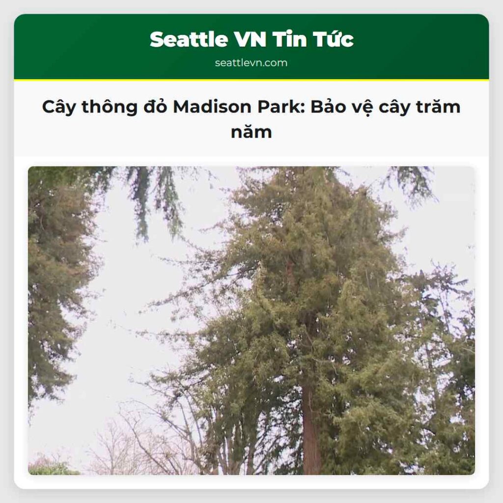 Cây thông đỏ Madison Park: Bảo vệ cây trăm năm
