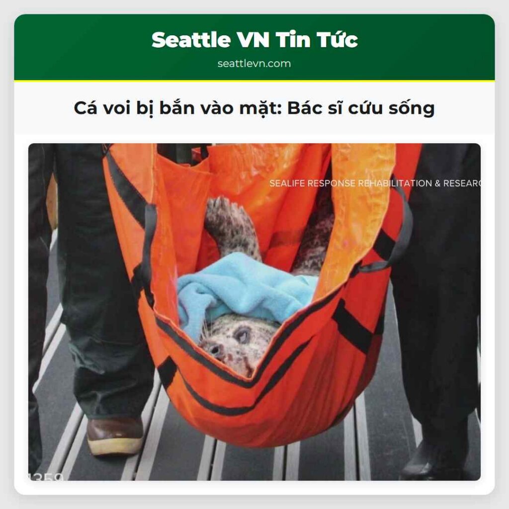 Cá voi bị bắn vào mặt: Bác sĩ cứu sống