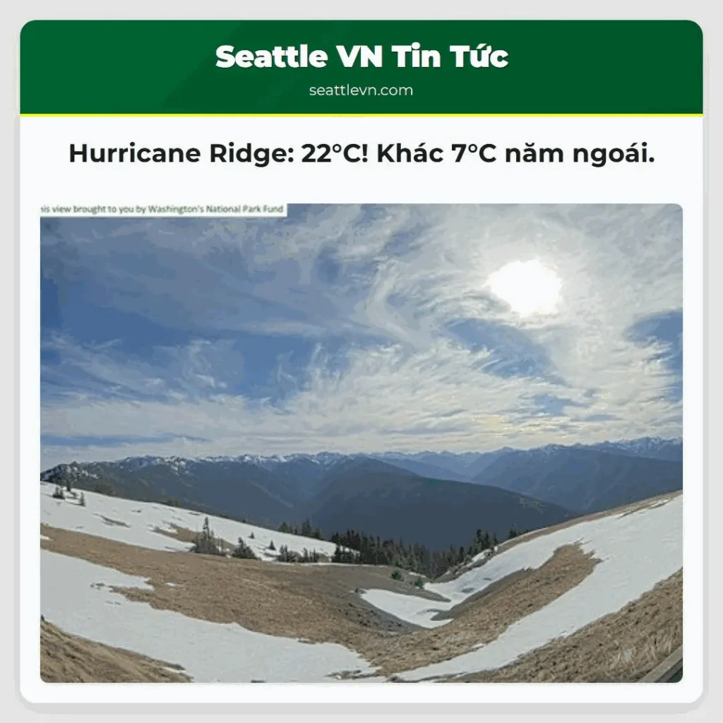 Hurricane Ridge: 22°C! Khác 7°C năm ngoái.