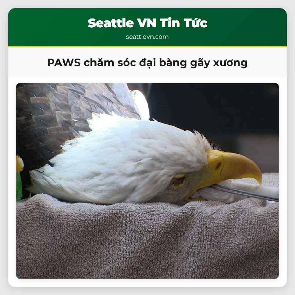 PAWS chăm sóc đại bàng gãy xương