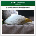 Từ Chim Hổ Phách Đến Gấu Trung Tâm Cứu Hộ Động Vật PAWS Chăm Sóc Động Vật Hoang Dã Tại Washington