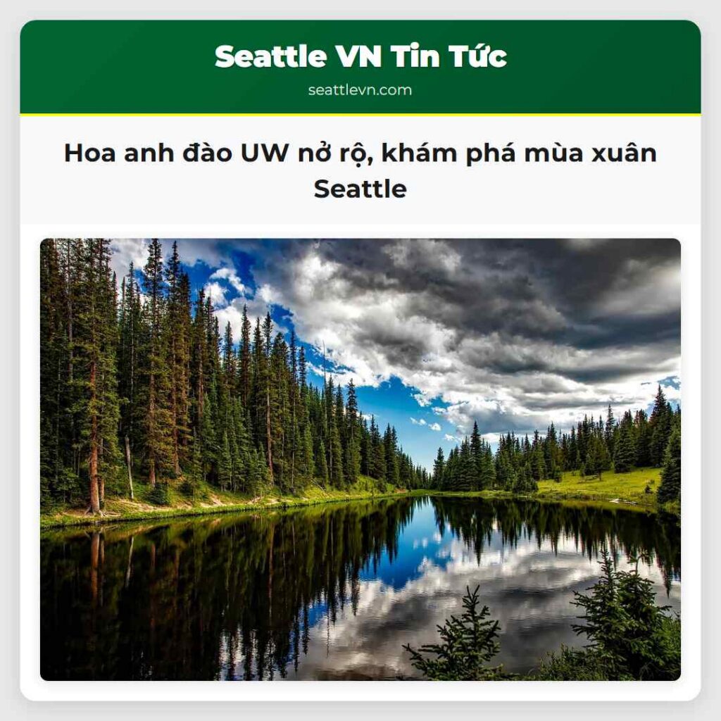 Hoa anh đào UW nở rộ, khám phá mùa xuân Seattle