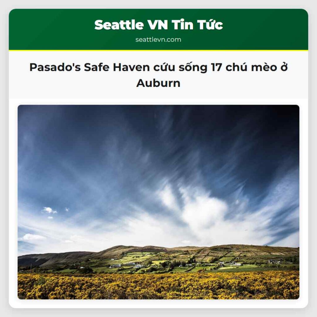 Pasado's Safe Haven cứu sống 17 chú mèo ở Auburn