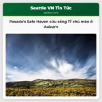 Trại cứu hộ Pasados Safe Haven cứu sống 17 chú mèo bị bỏ rơi trên sân nhà ở Auburn