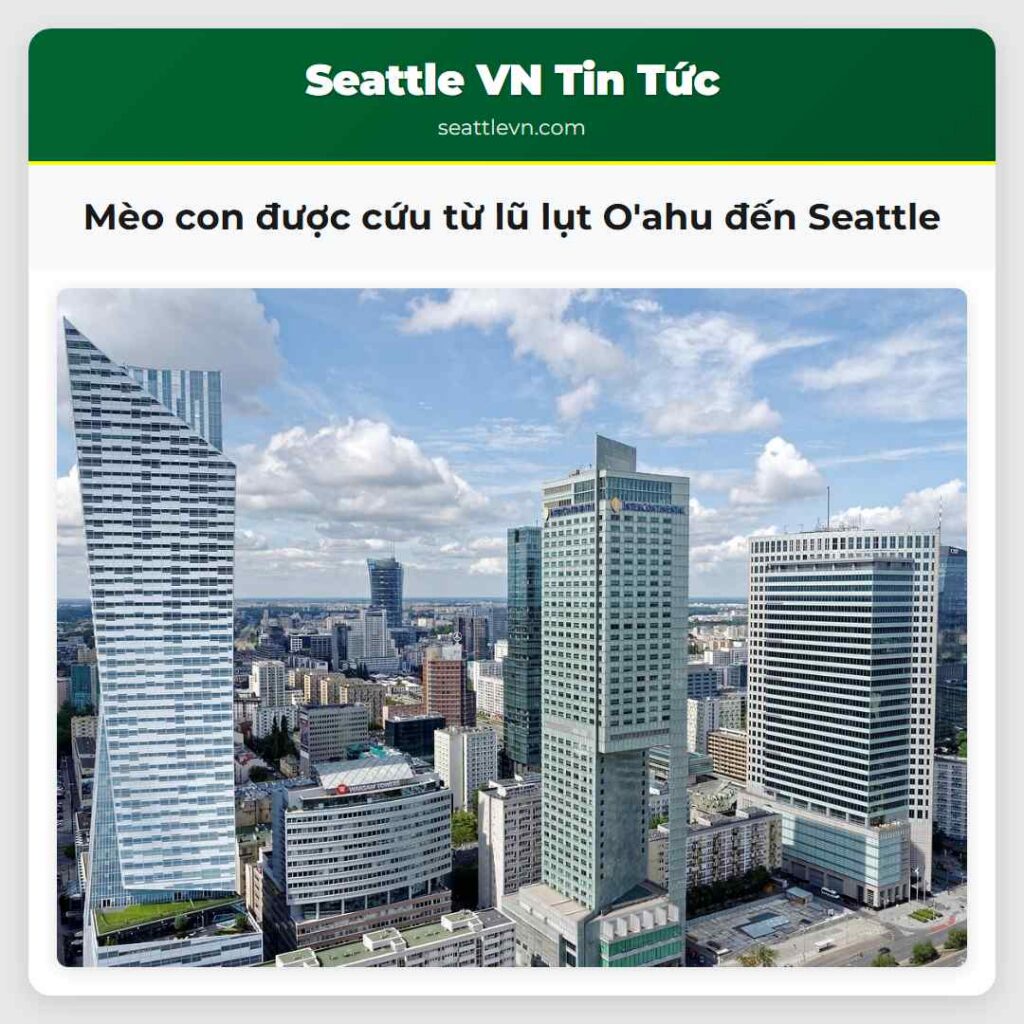 Mèo con được cứu từ lũ lụt O'ahu đến Seattle