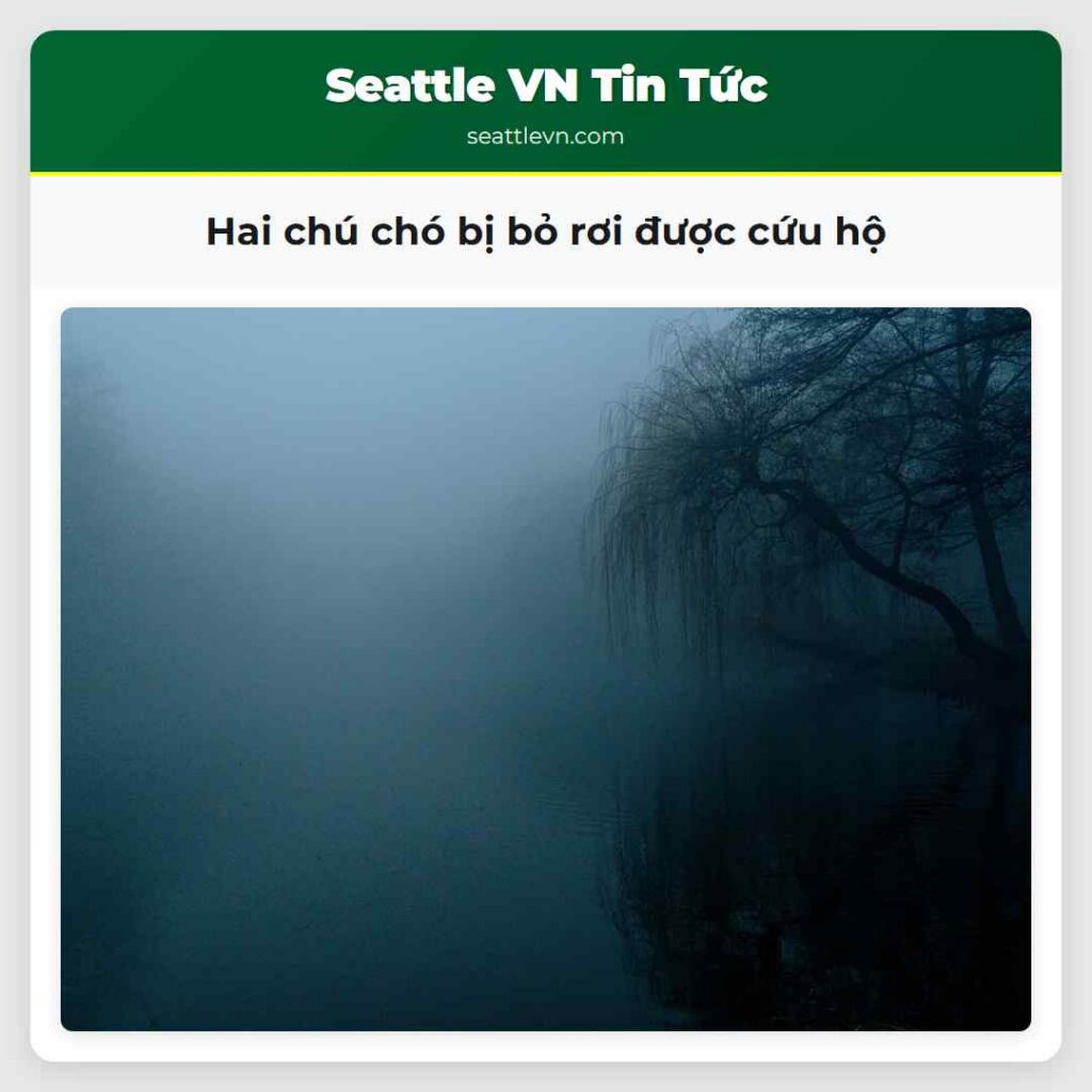 Hai chú chó bị bỏ rơi được cứu hộ