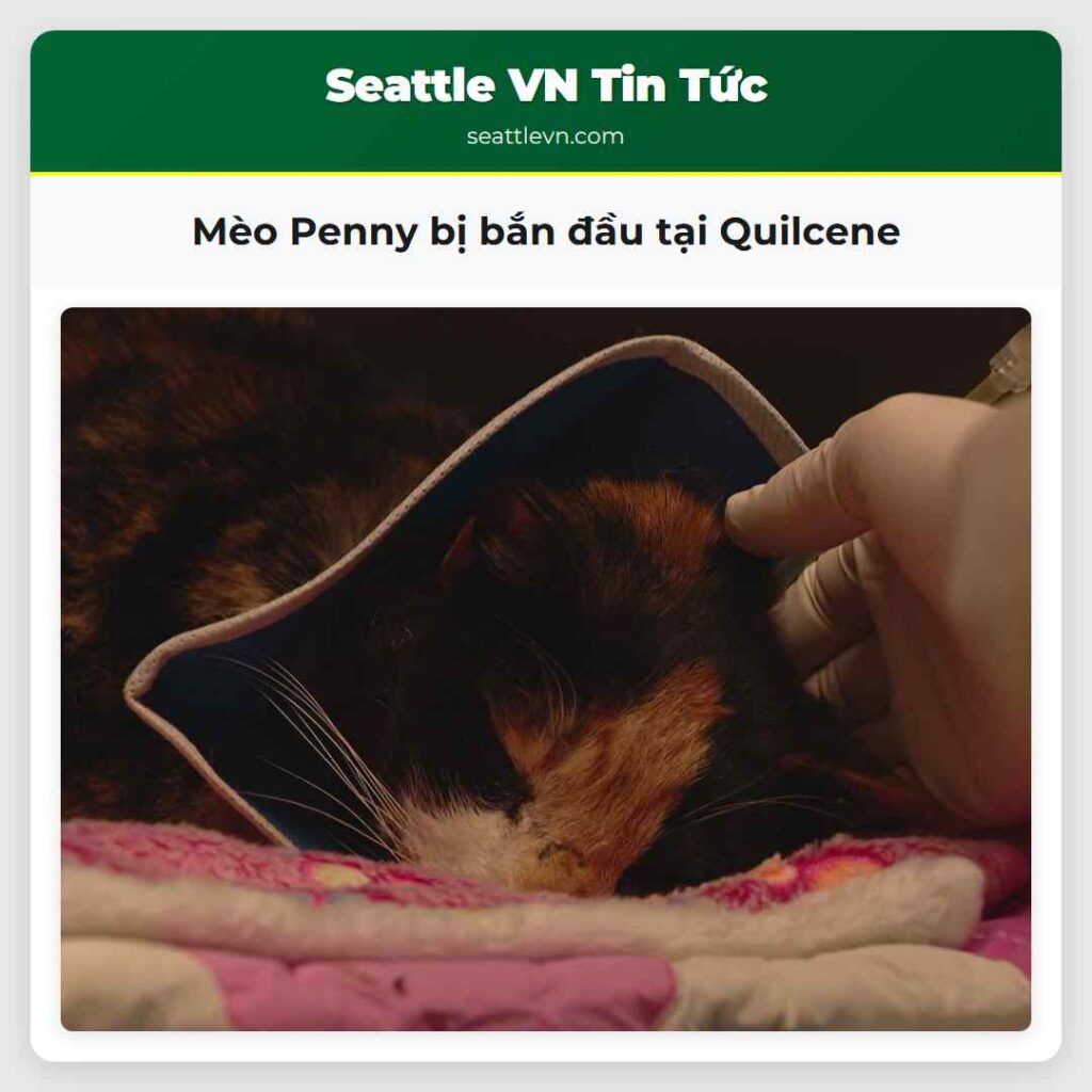 Mèo Penny bị bắn đầu tại Quilcene