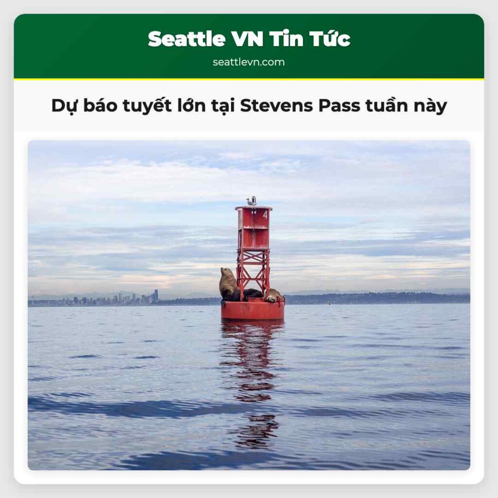 Dự báo tuyết lớn tại Stevens Pass tuần này