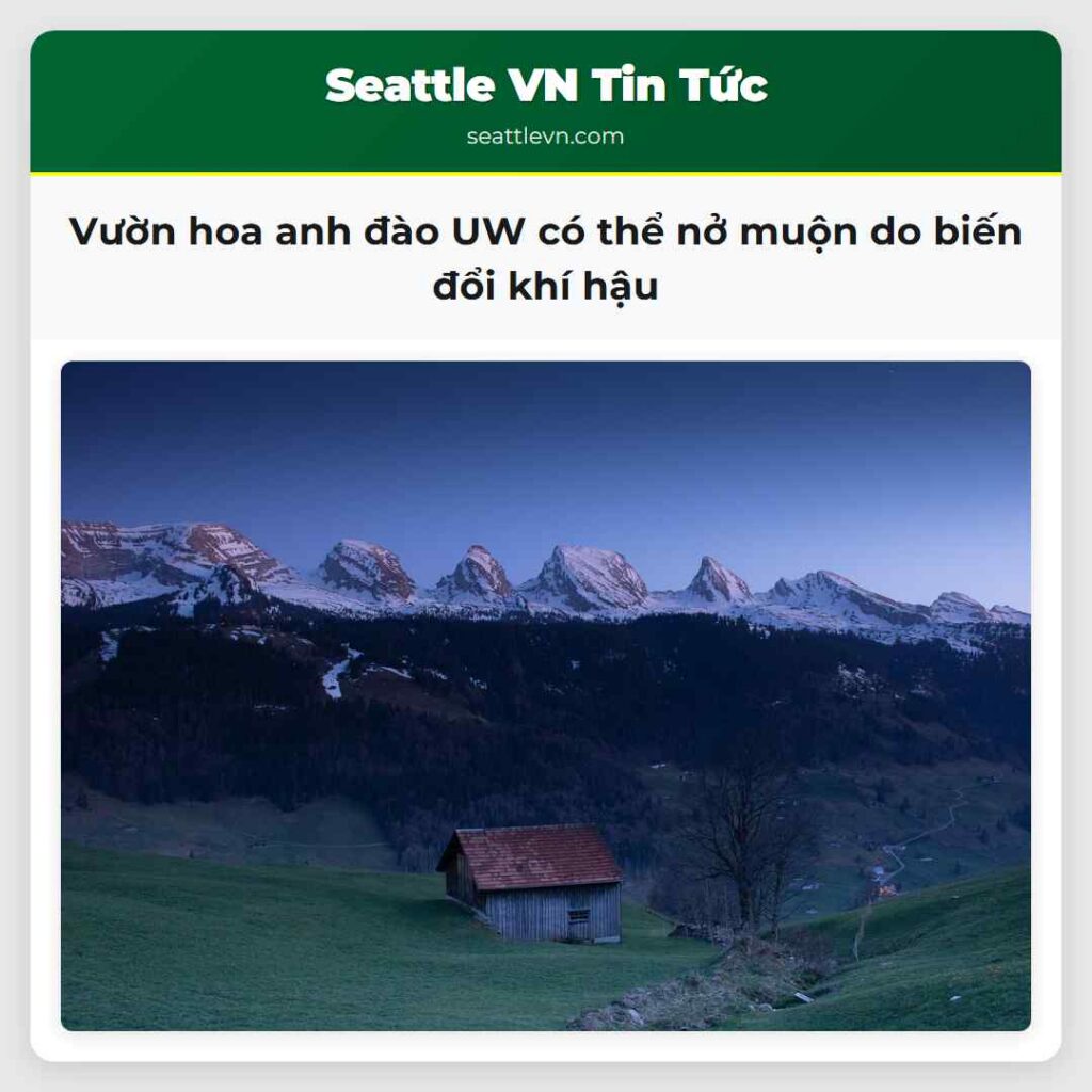 Vườn hoa anh đào UW có thể nở muộn do biến đổi