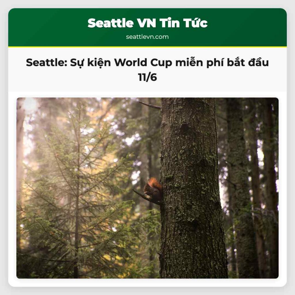 Seattle: Sự kiện World Cup miễn phí bắt đầu 11/6
