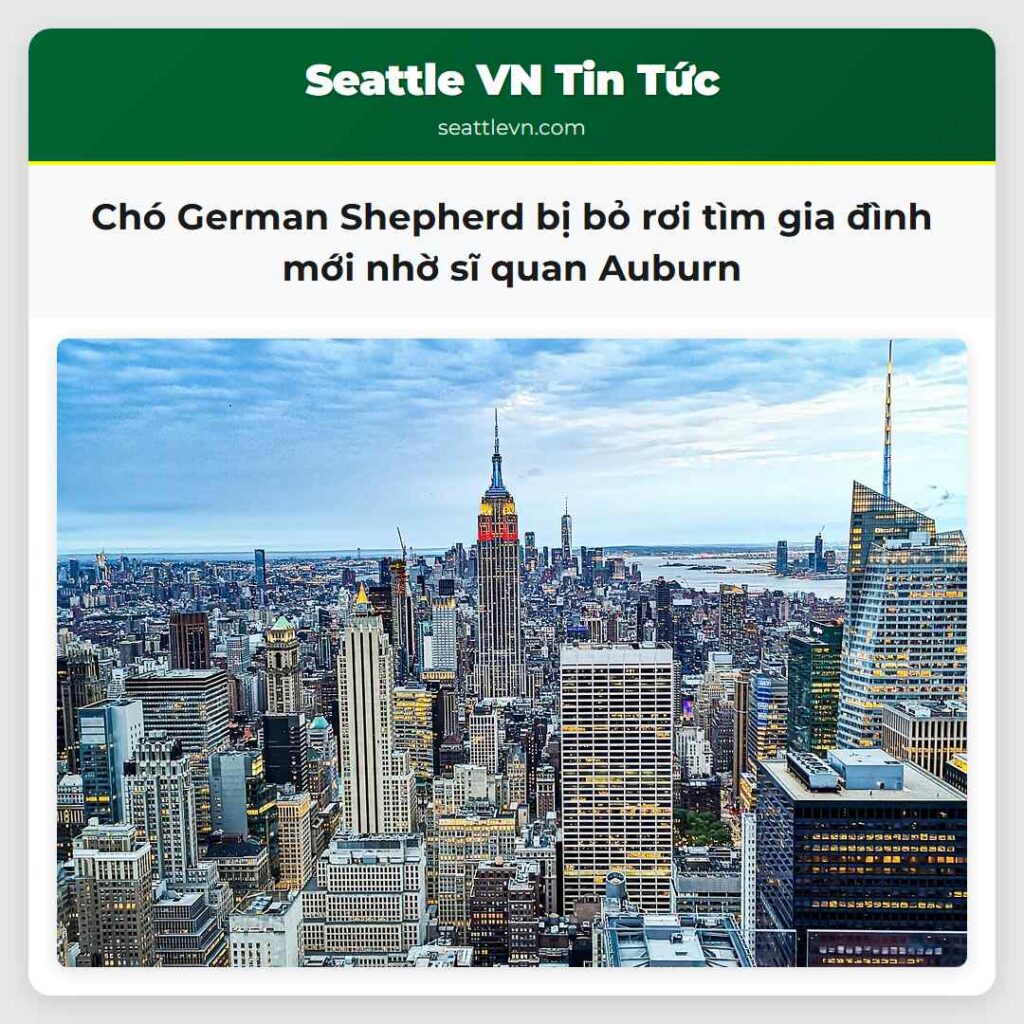 Chó German Shepherd bị bỏ rơi tìm gia đình mới