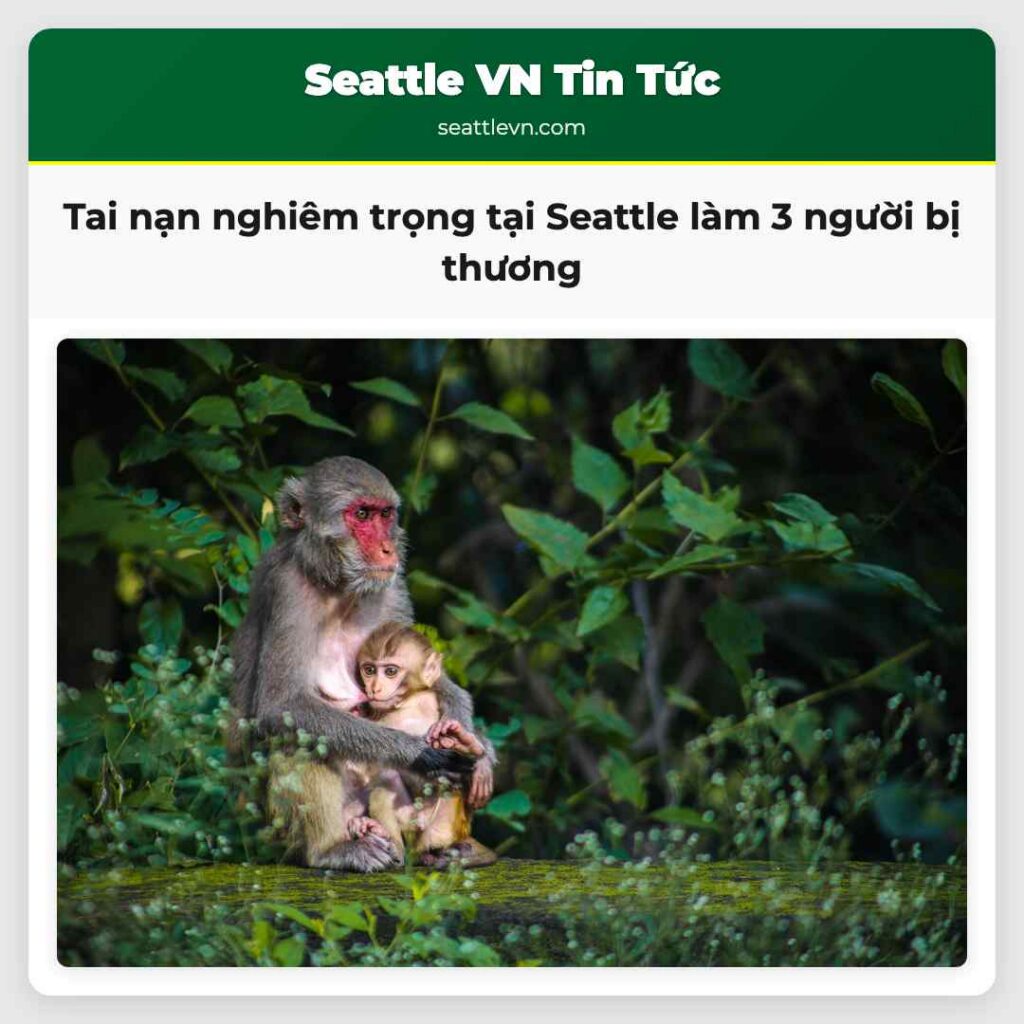 Tai nạn nghiêm trọng tại Seattle làm 3 người bị