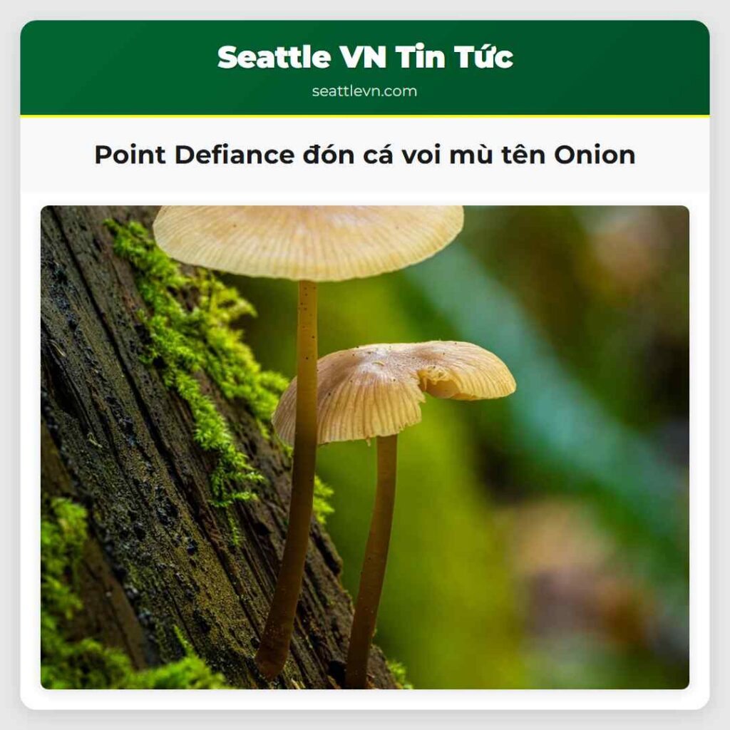 Point Defiance đón cá voi mù tên Onion