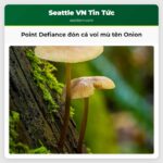 Vườn thú và thủy cung Point Defiance đón tiếp cá voi biển mù tên Onion