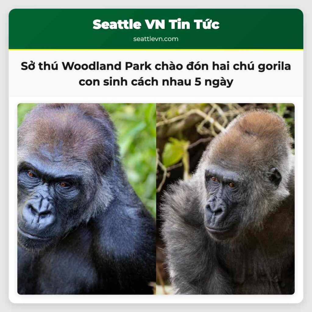 Sở thú Woodland Park chào đón hai chú gorila con