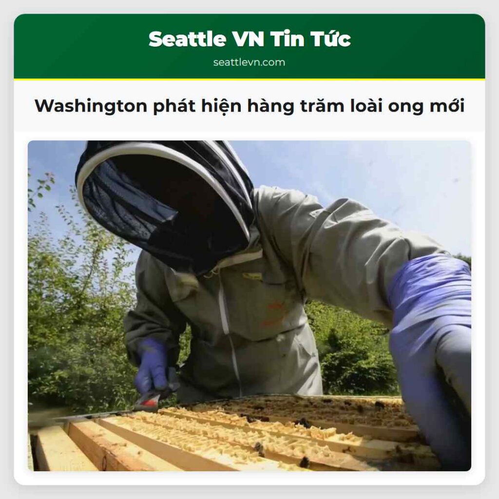 Washington phát hiện hàng trăm loài ong mới