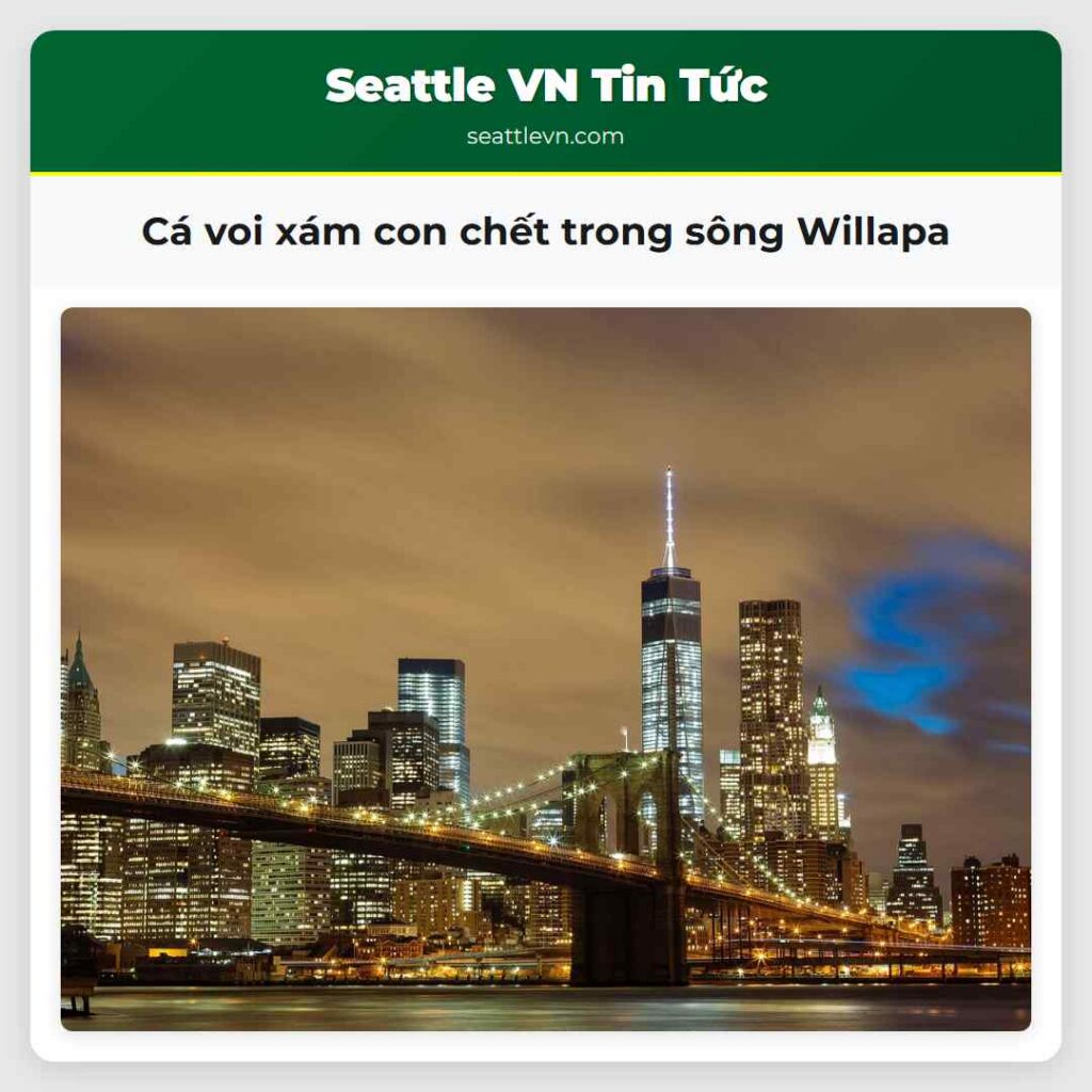 Cá voi xám con chết trong sông Willapa