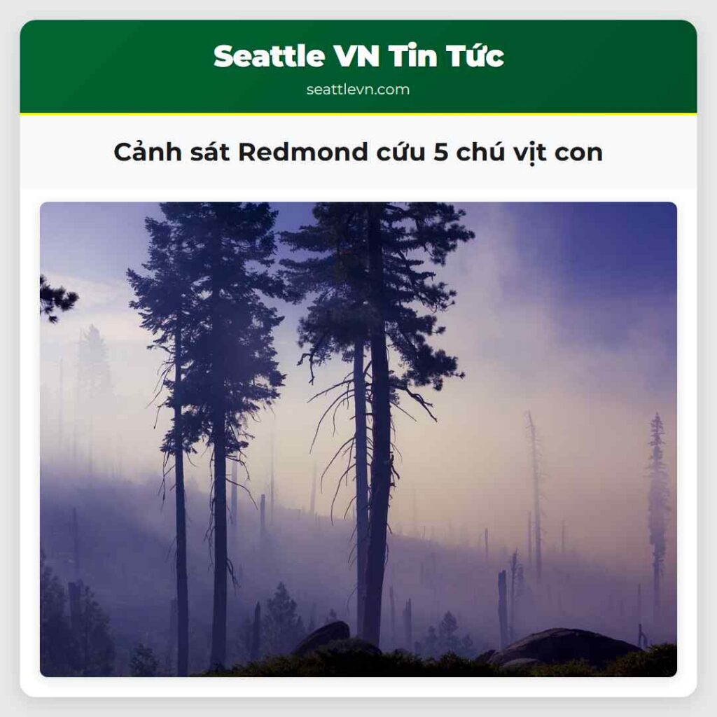 Cảnh sát Redmond cứu 5 chú vịt con