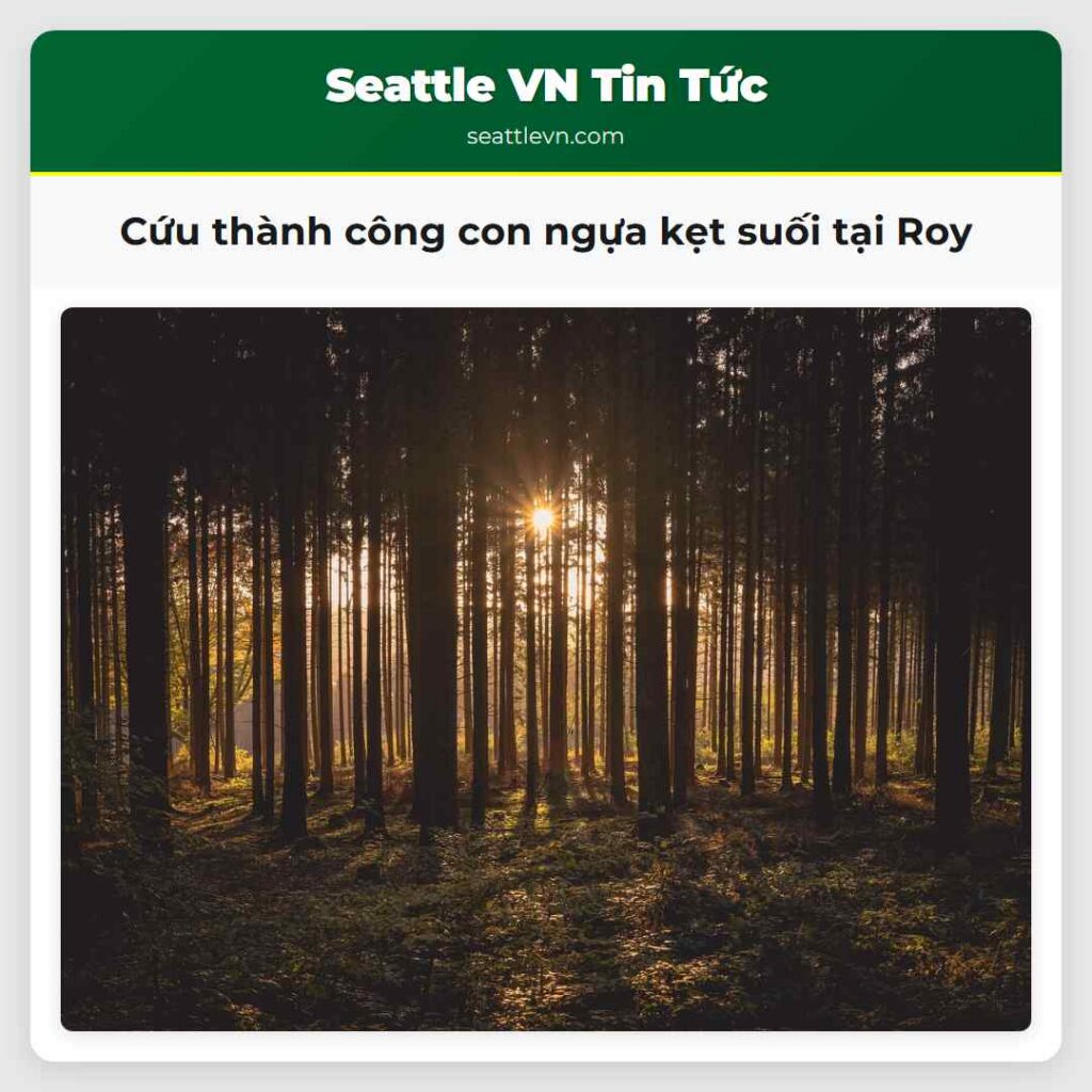 Cứu thành công con ngựa kẹt suối tại Roy