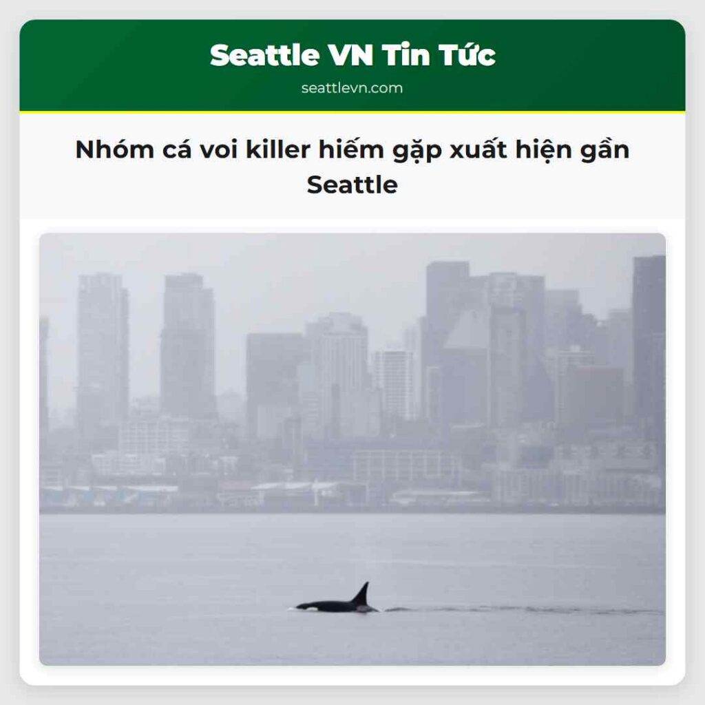 Nhóm cá voi killer hiếm gặp xuất hiện gần Seattle
