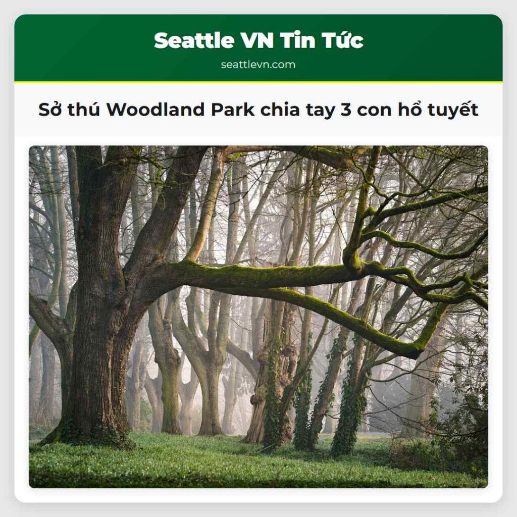 Sở thú Woodland Park chia tay 3 con hổ tuyết