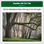 Sở thú Woodland Park chia tay 3 con hổ tuyết