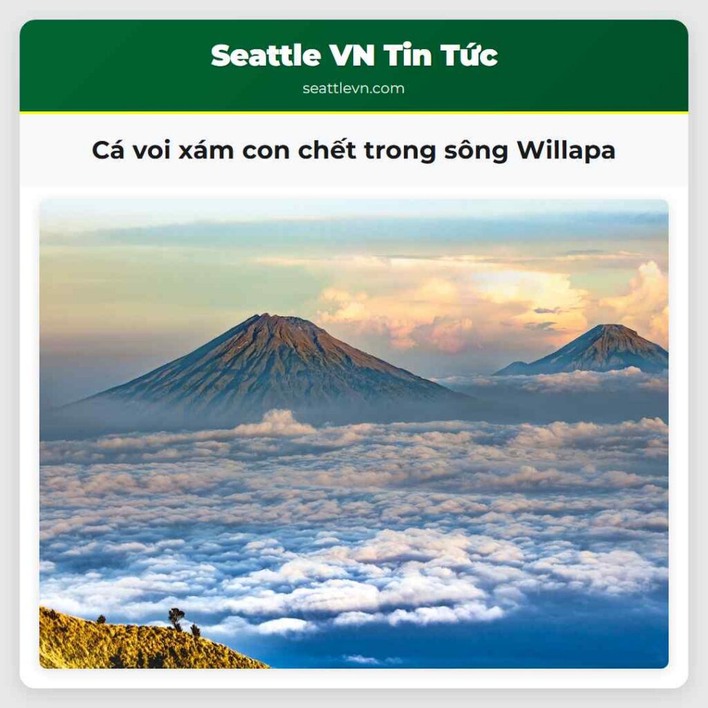 Cá voi xám con chết trong sông Willapa