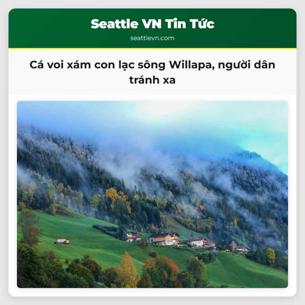 Cá voi xám con lạc sông Willapa, người dân tránh