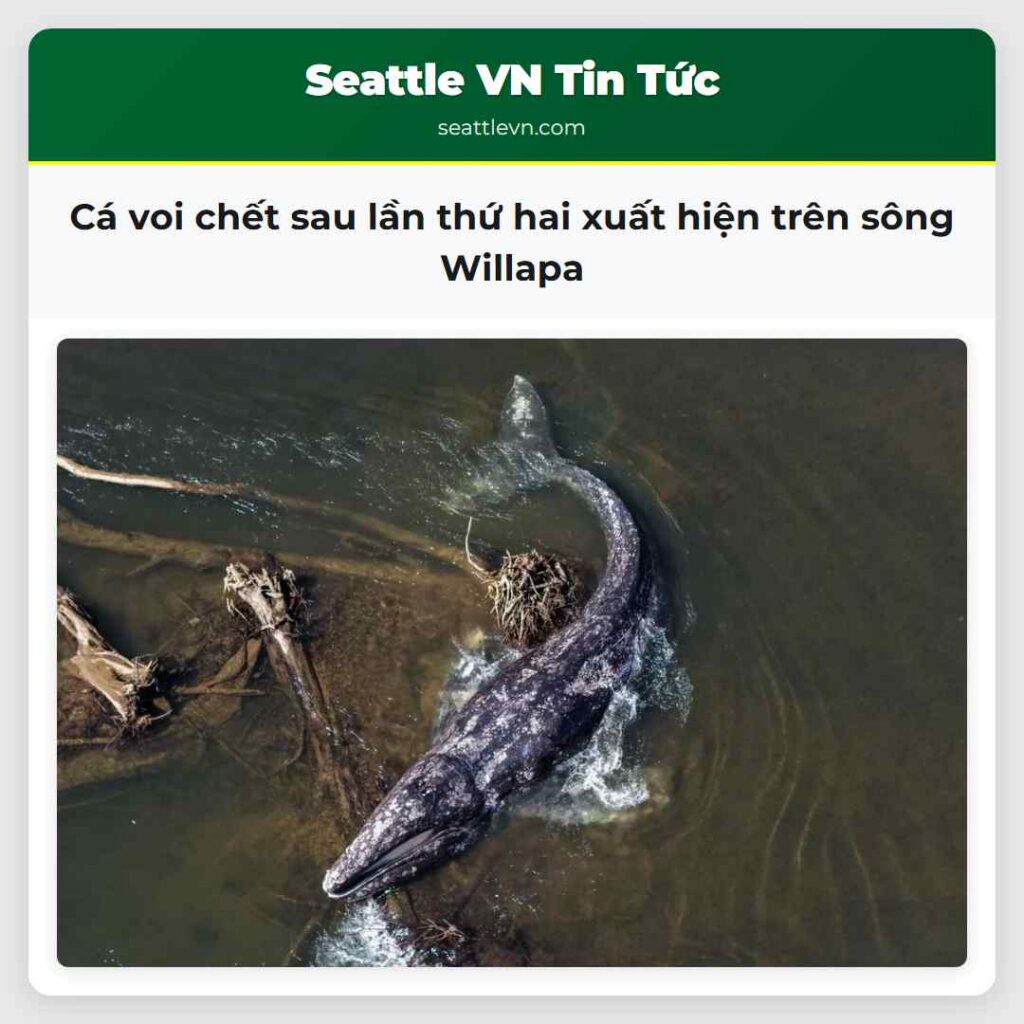 Cá voi chết sau lần thứ hai xuất hiện trên sông