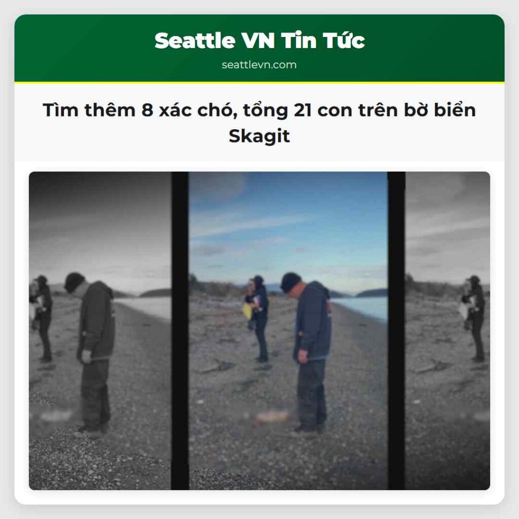 Tìm thêm 8 xác chó, tổng 21 con trên bờ biển