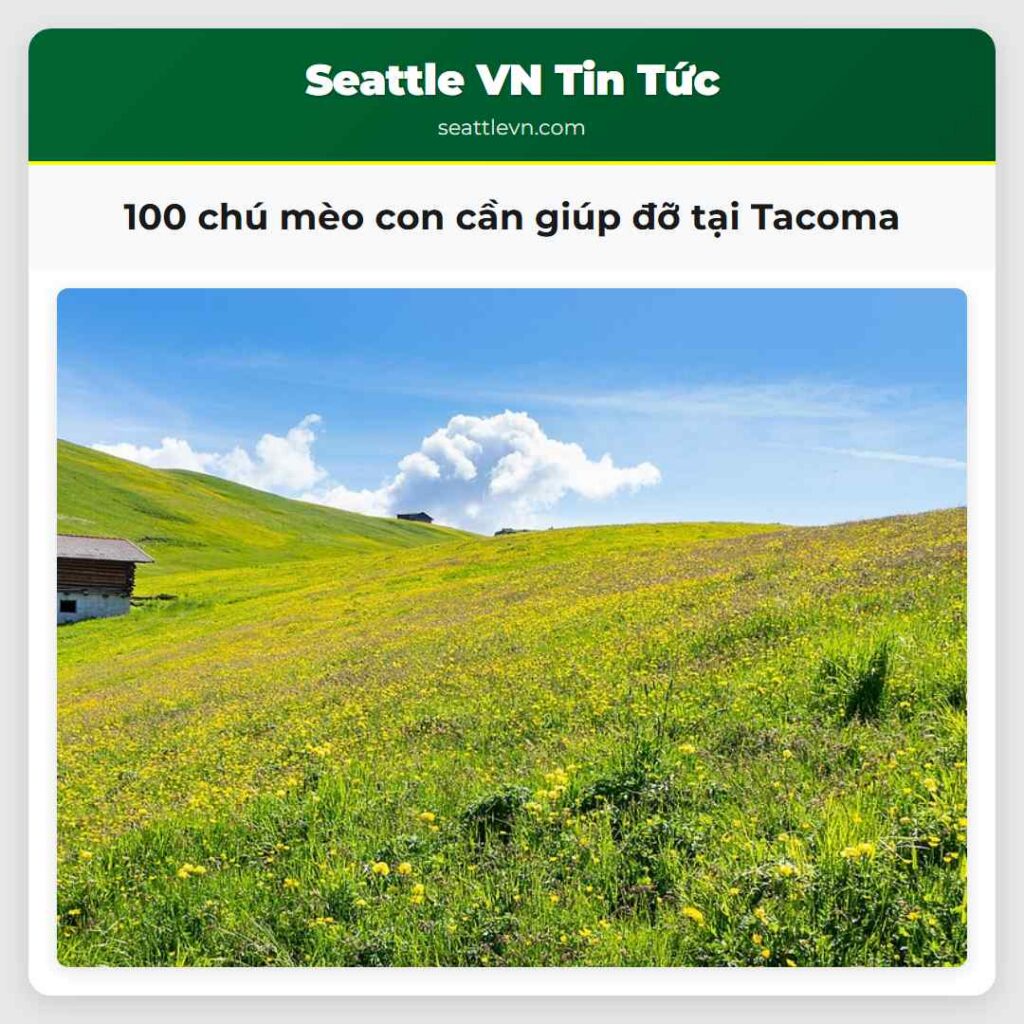 100 chú mèo con cần giúp đỡ tại Tacoma