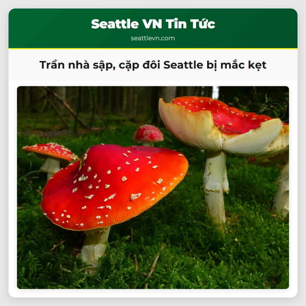 Trần nhà sập, cặp đôi Seattle bị mắc kẹt