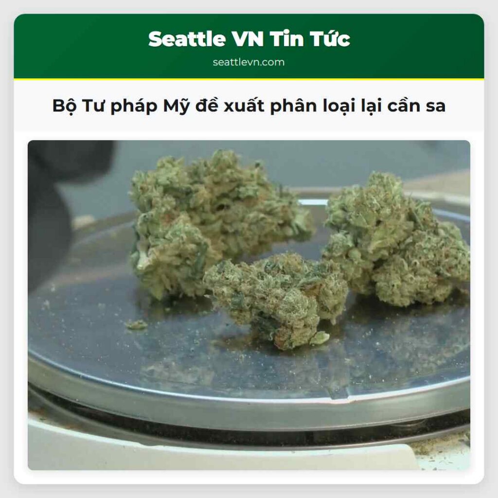 Bộ Tư pháp Mỹ đề xuất phân loại lại cần sa