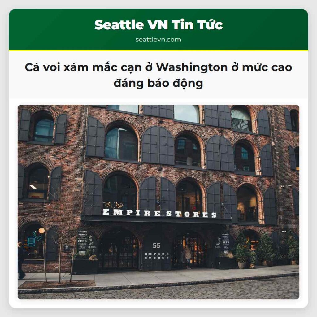 Cá voi xám mắc cạn ở Washington ở mức cao đáng