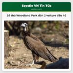 Sở thú Woodland Park đón 2 vulture đầu hổ