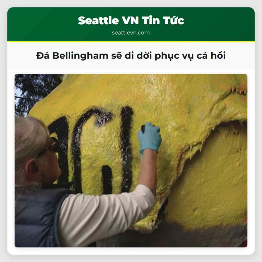 Đá Bellingham sẽ di dời phục vụ cá hồi
