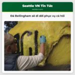Đá Bellingham sẽ di dời phục vụ cá hồi