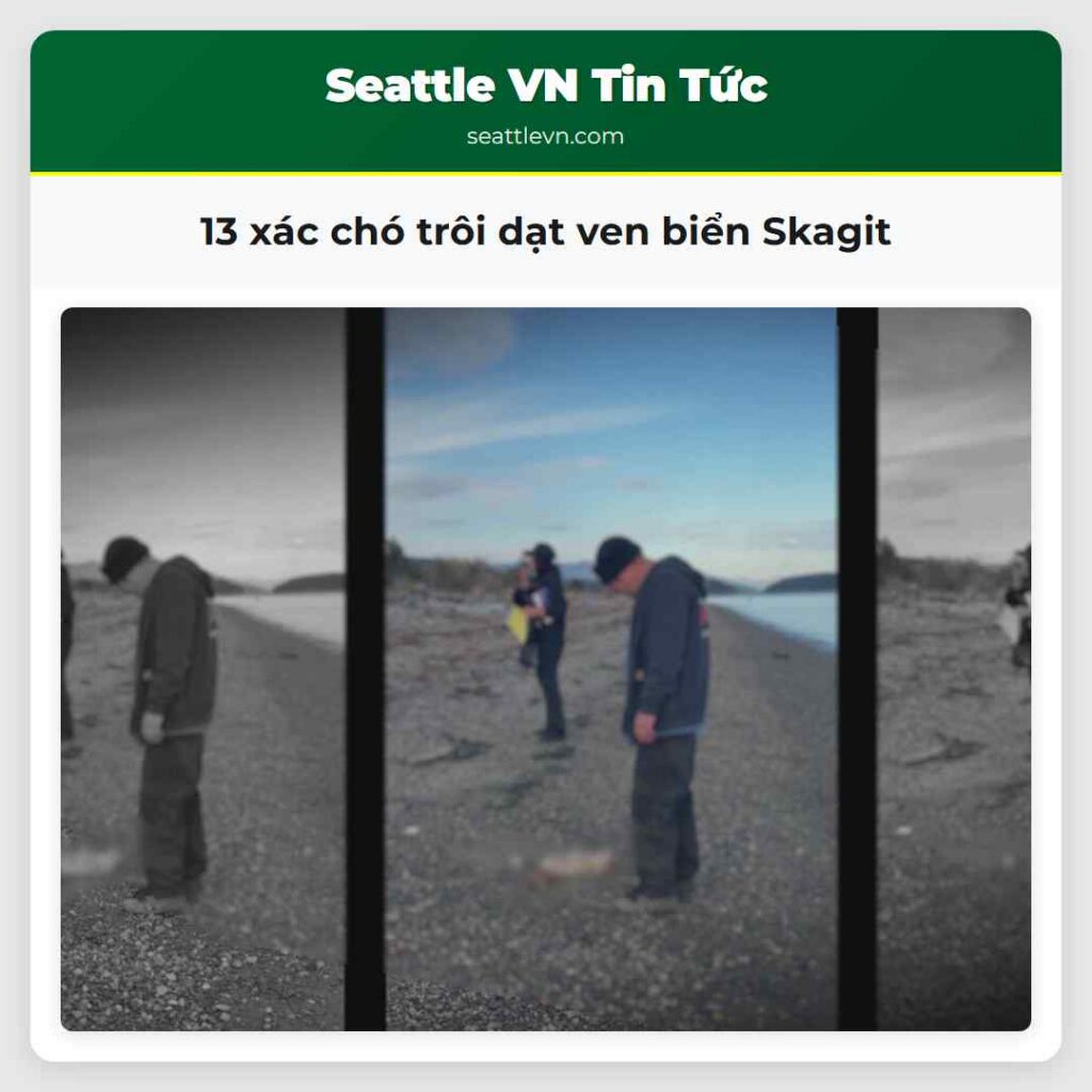 13 xác chó trôi dạt ven biển Skagit