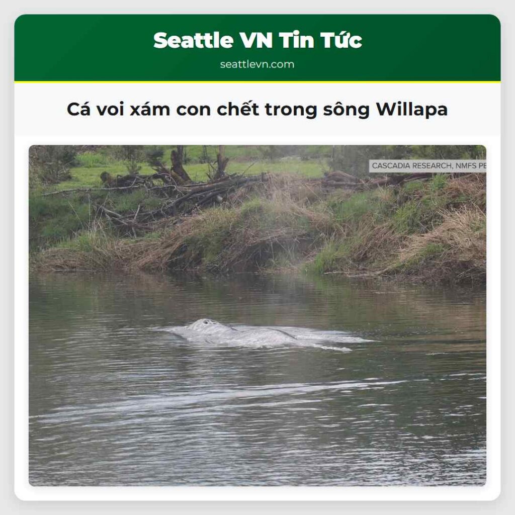 Cá voi xám con chết trong sông Willapa