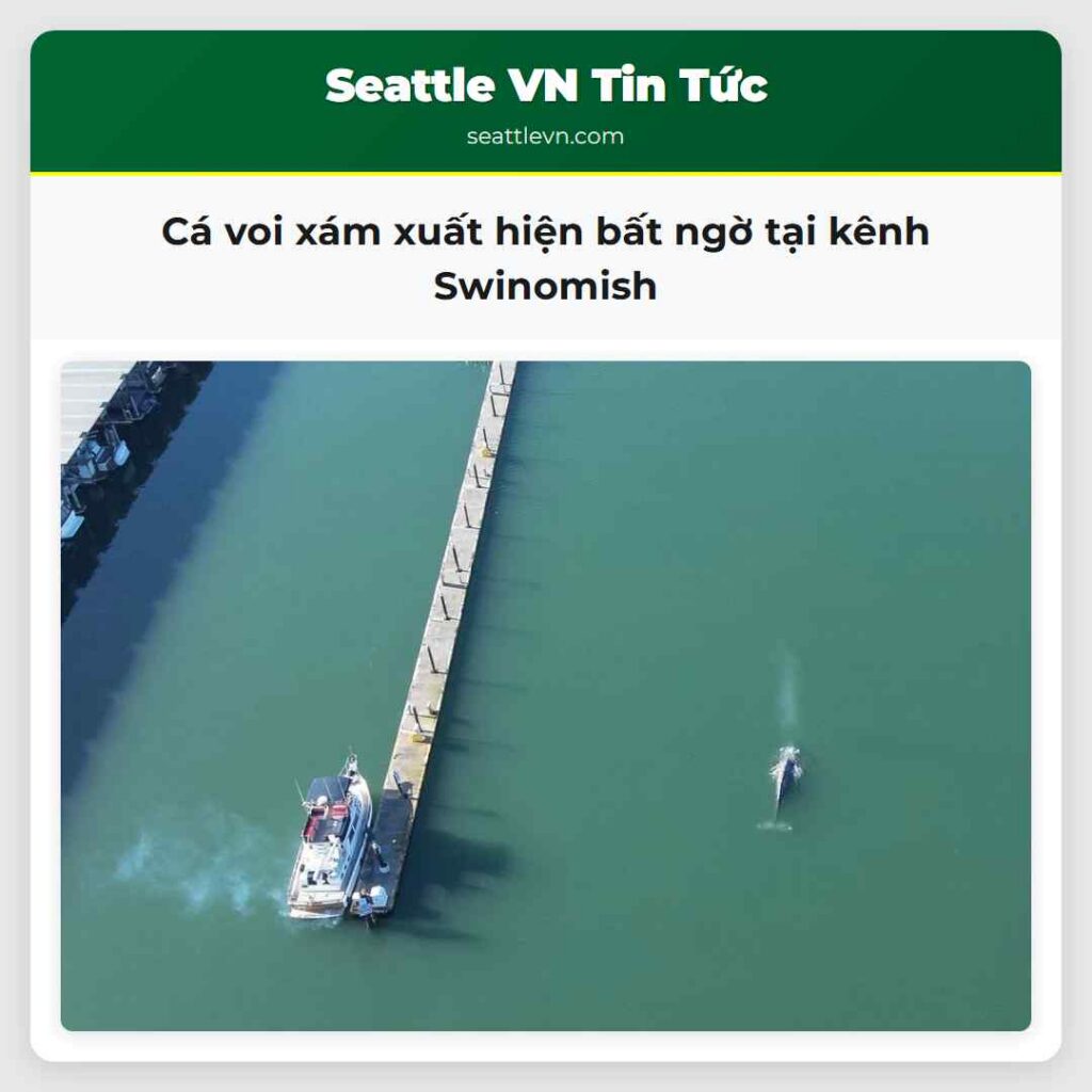 Cá voi xám xuất hiện bất ngờ tại kênh Swinomish