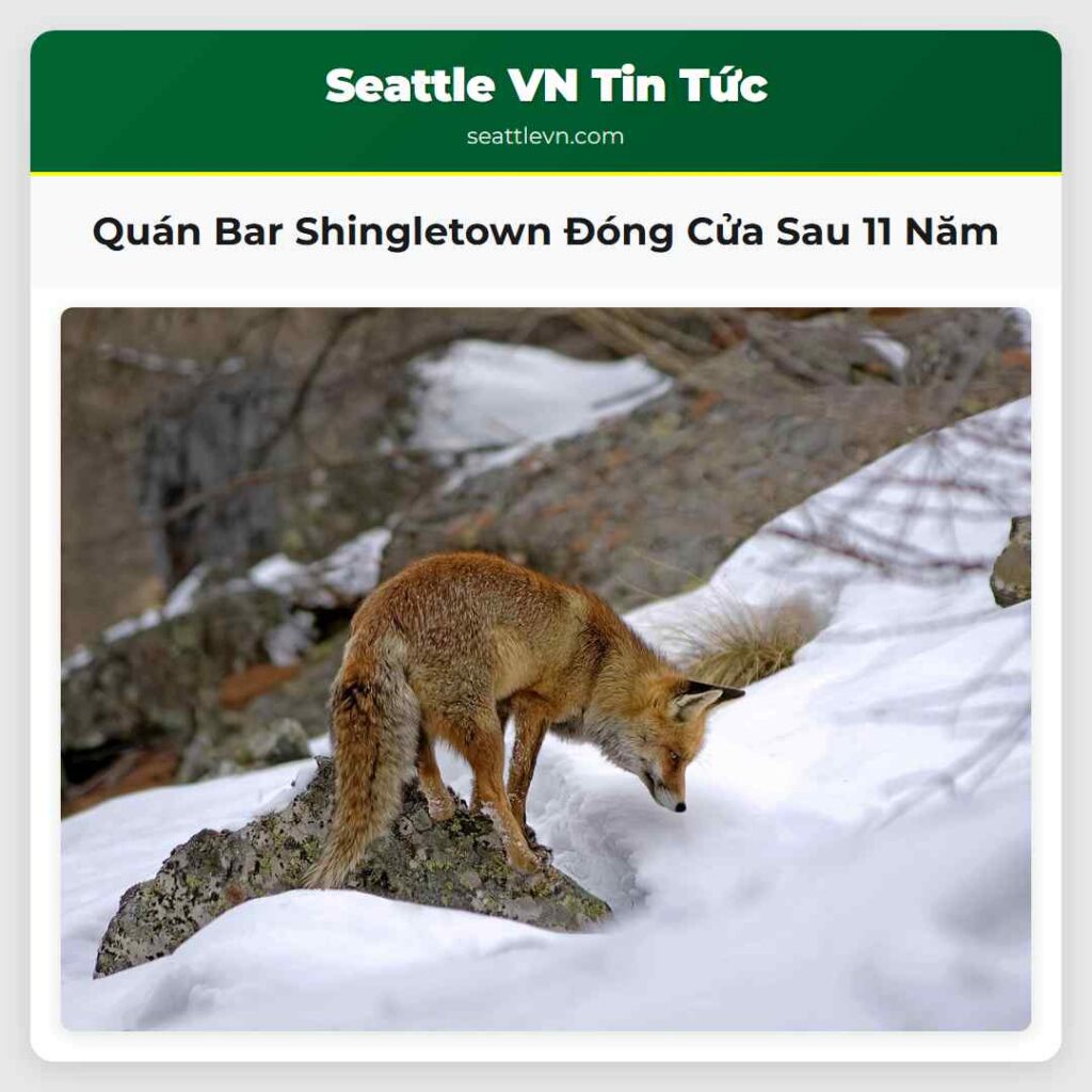 Quán Bar Shingletown Đóng Cửa Sau 11 Năm
