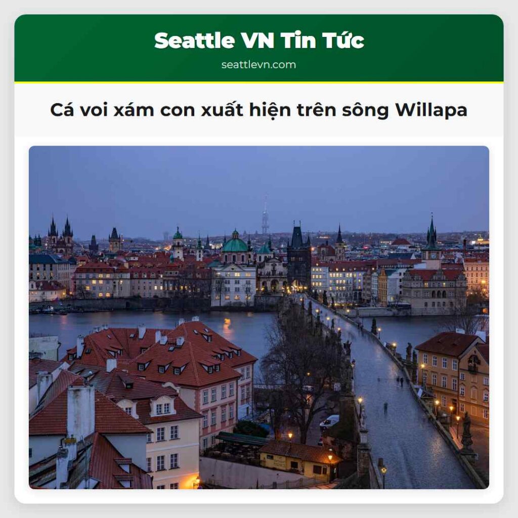 Cá voi xám con xuất hiện trên sông Willapa