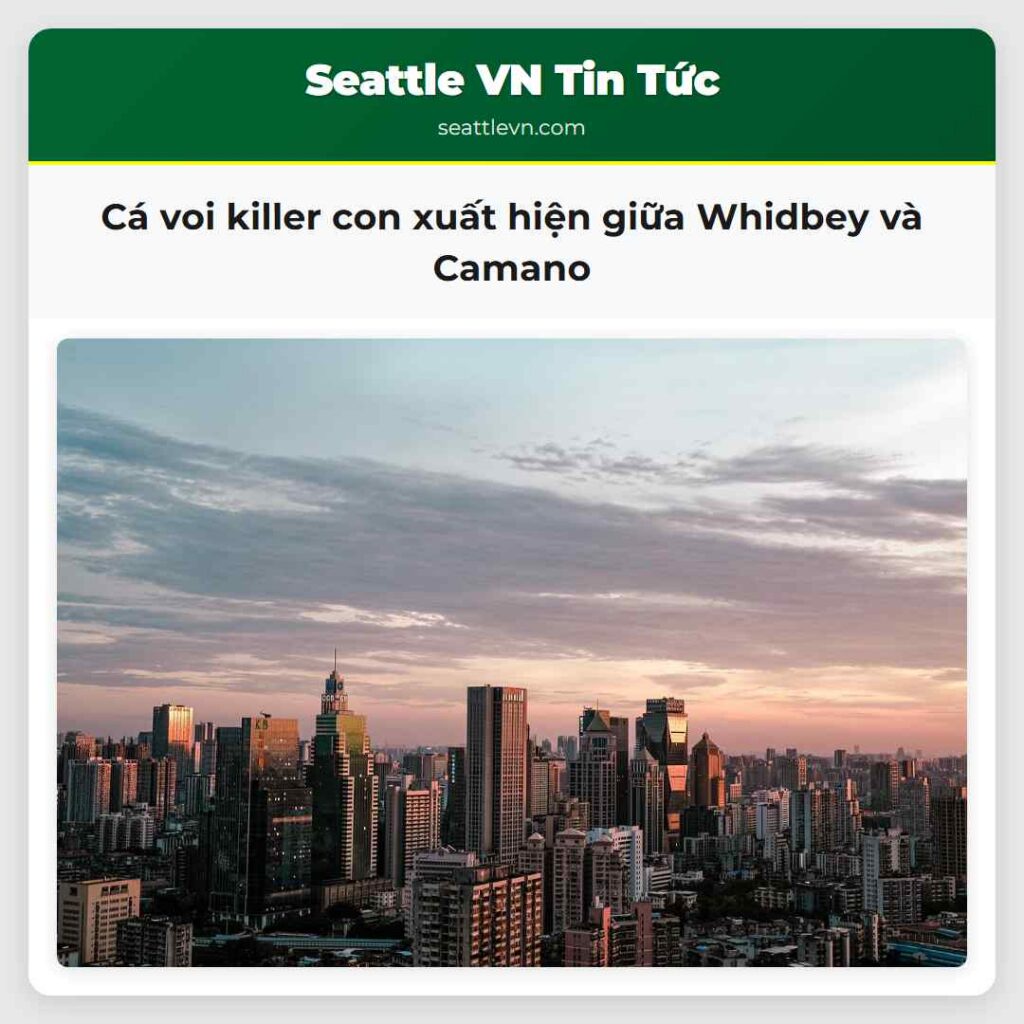 Cá voi killer con xuất hiện giữa Whidbey và Camano
