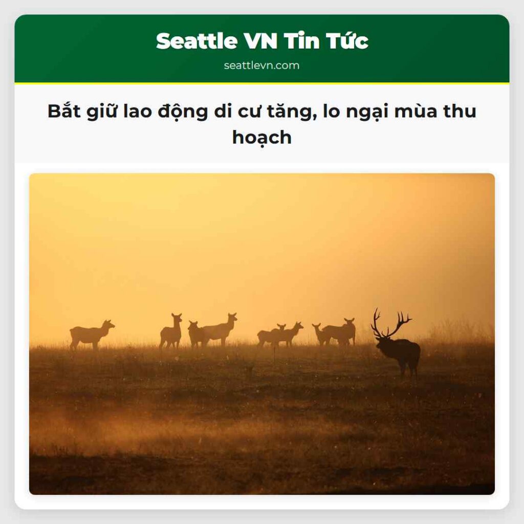 Bắt giữ lao động di cư tăng, lo ngại mùa thu hoạch