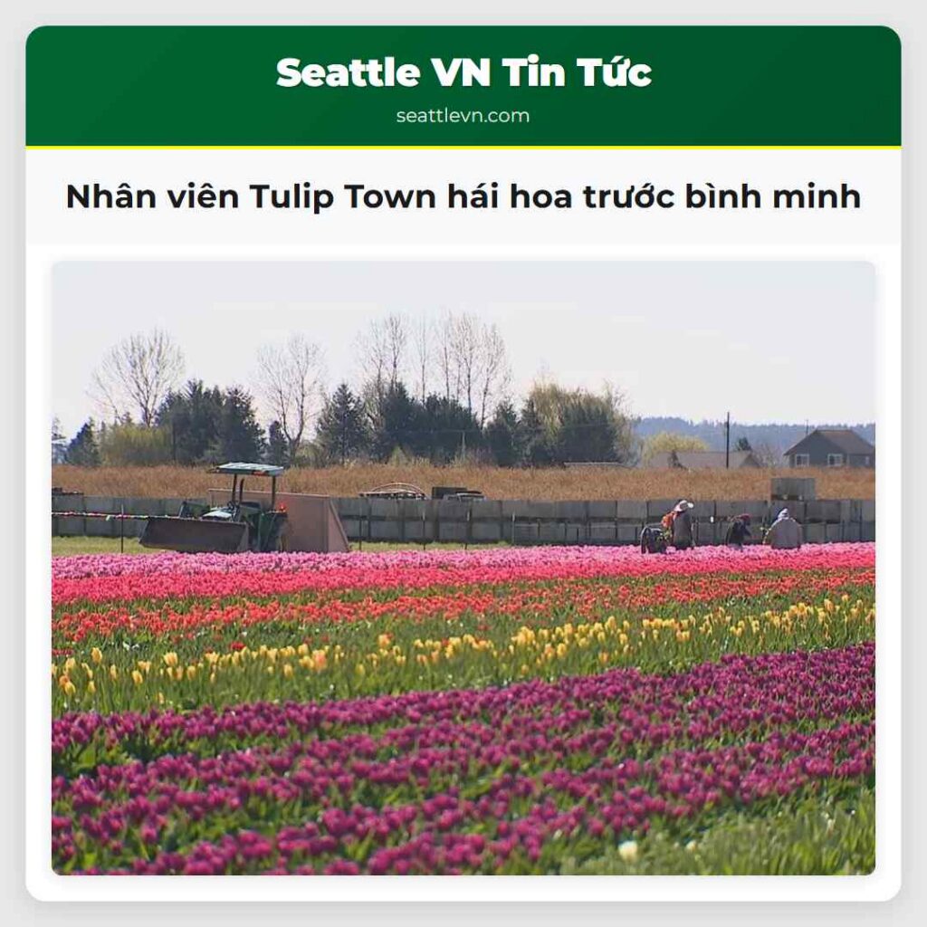 Nhân viên Tulip Town hái hoa trước bình minh