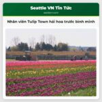 Nhân viên Tulip Town hái hoa trước bình minh