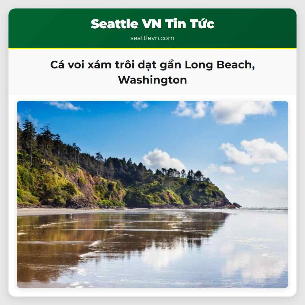 Cá voi xám trôi dạt gần Long Beach, Washington
