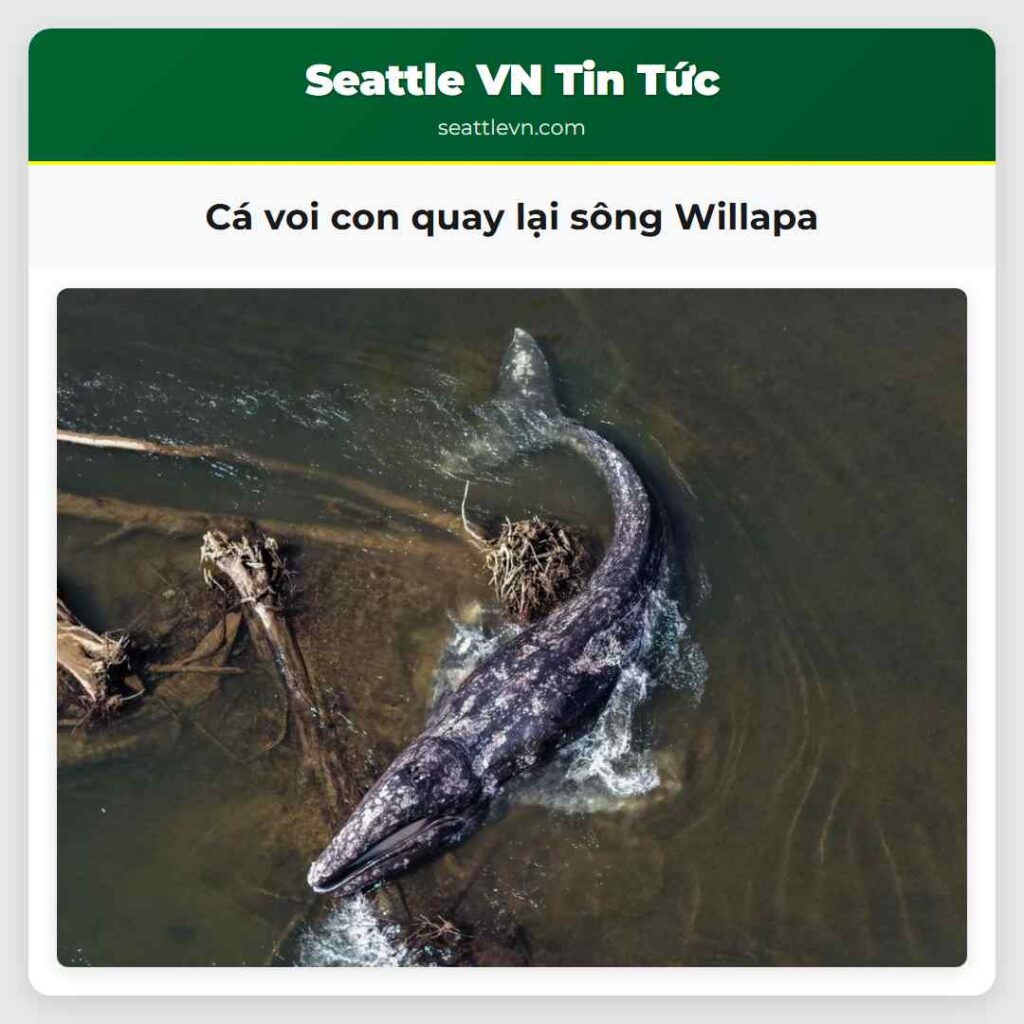 Cá voi con quay lại sông Willapa