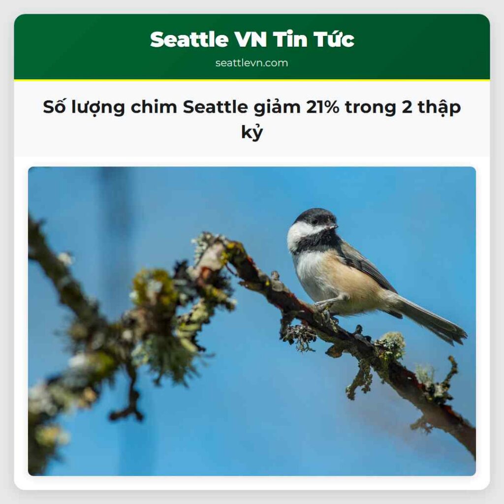 Số lượng chim Seattle giảm 21% trong 2 thập kỷ